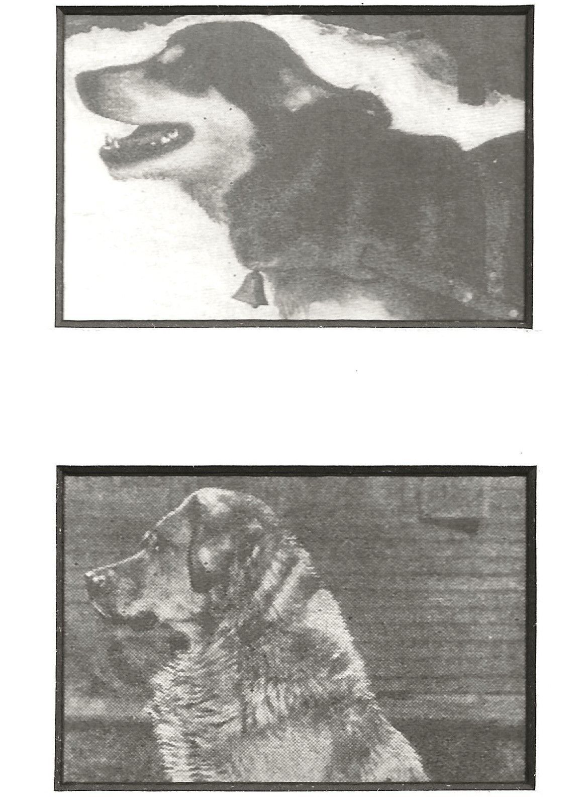 Chinook's Sire and Dam, Kim and Ningo
