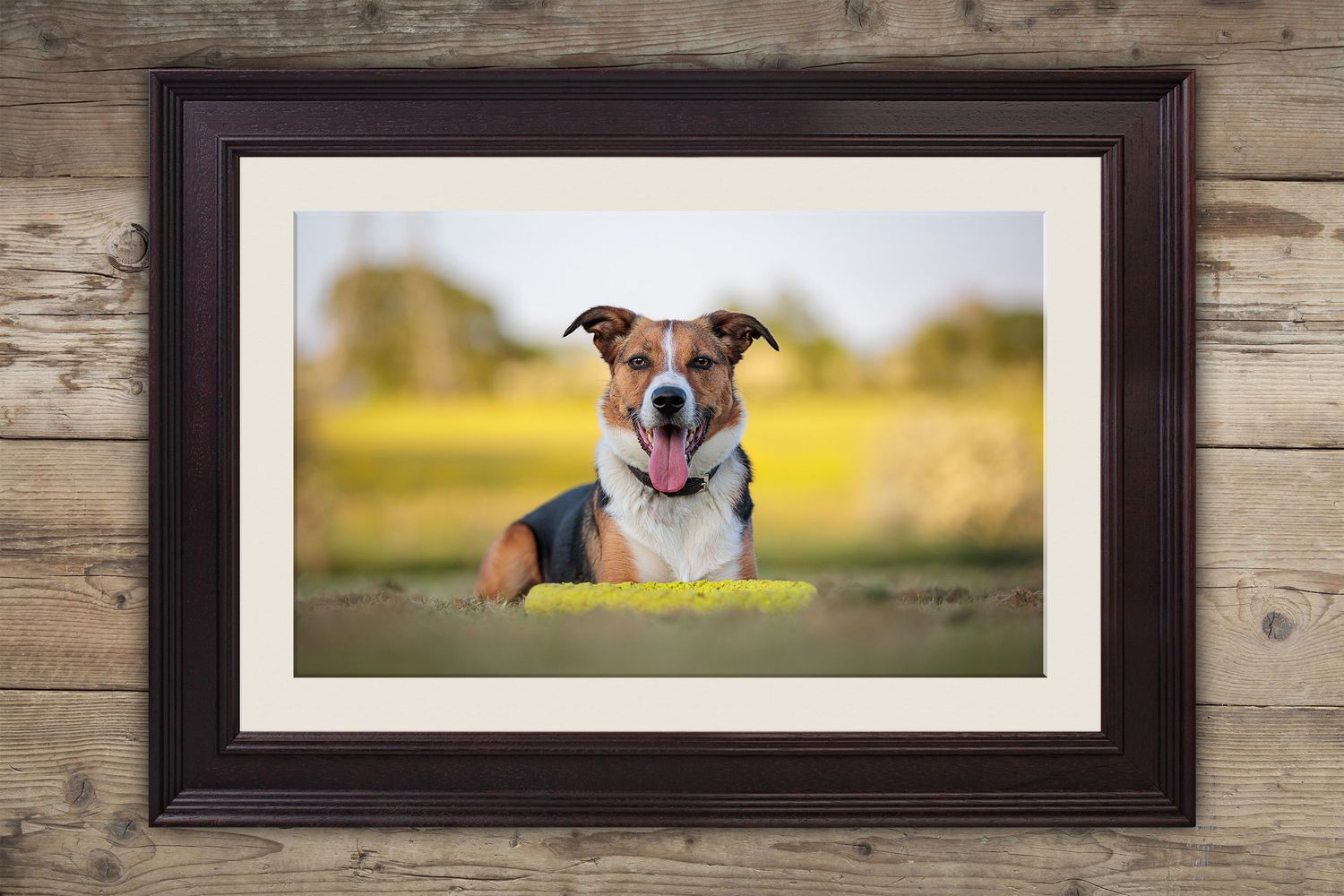 Happy pit bull mix dog lying in grass with golden sunlit background.