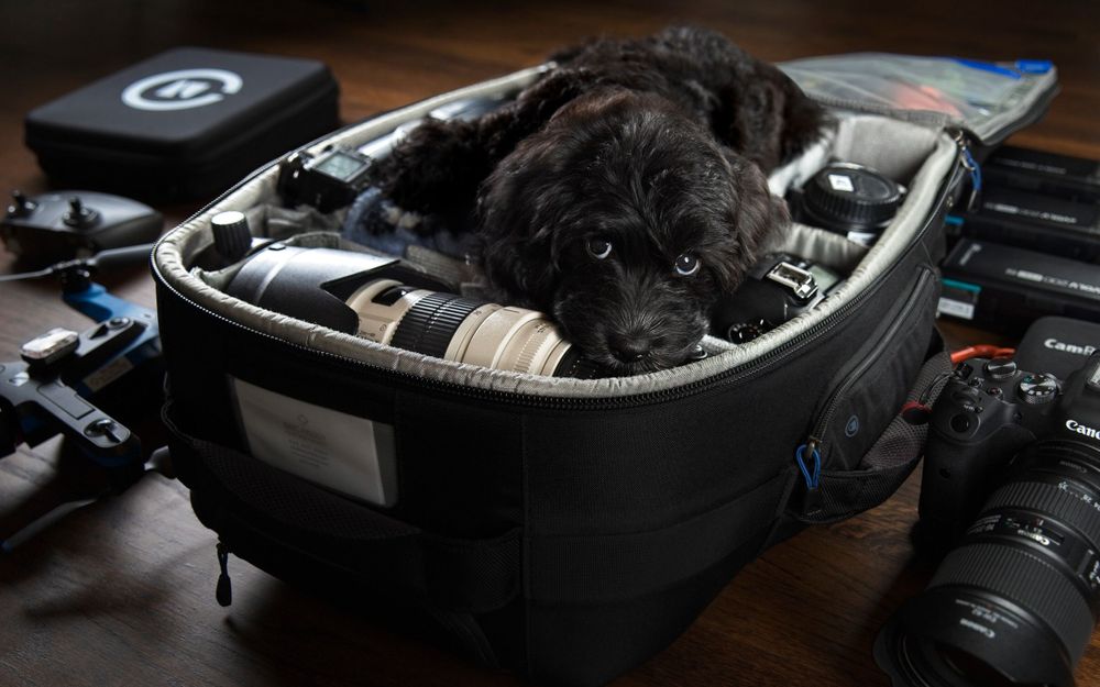 A tired puppy lays in the middle of a Think Tank camera bag that is surrounded by the bag's contents.