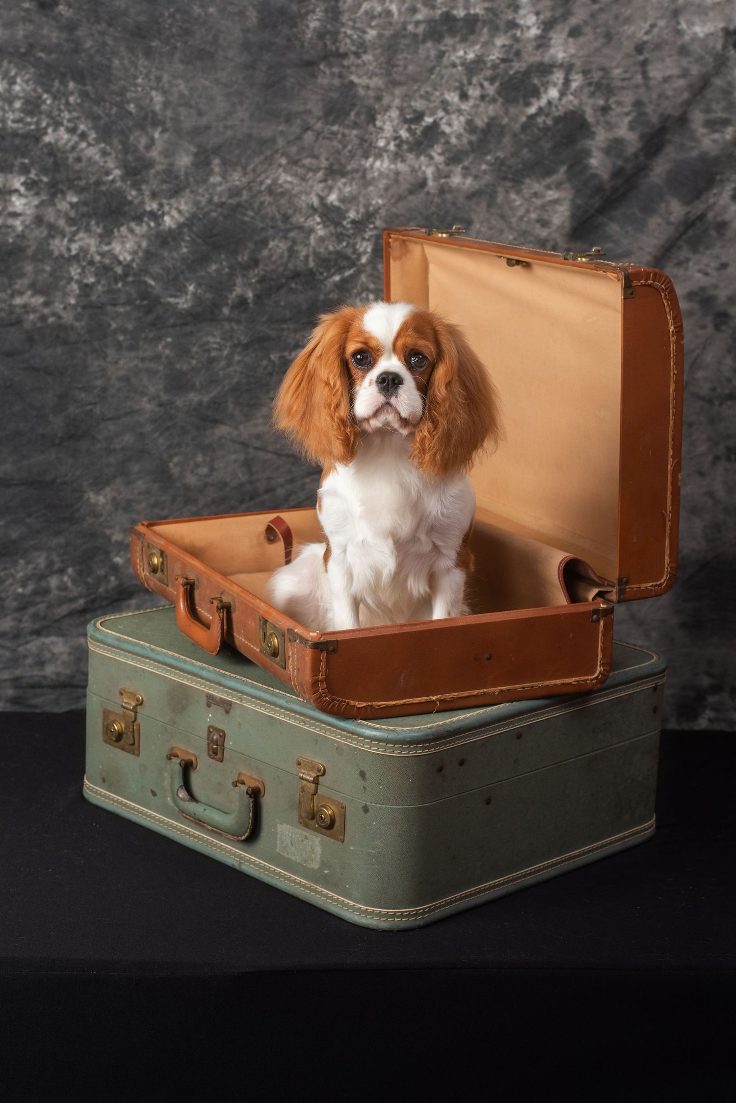 White and brown Cavalier King Charles Spaniel puppy sitting in an open suitcase on a stack of closed suitcases