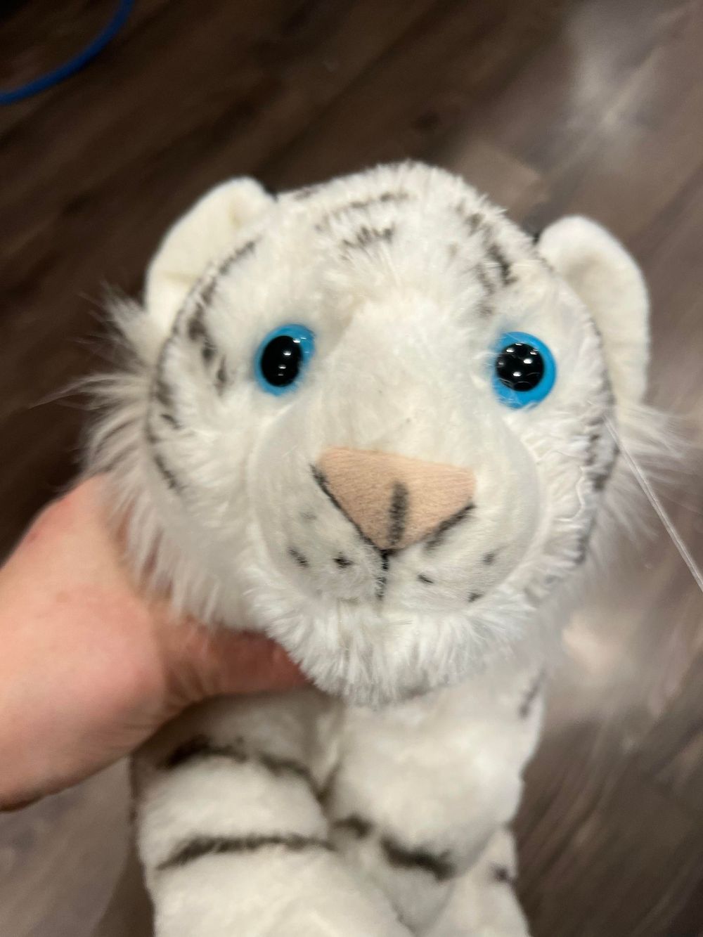 Image of a Wild Republic white tiger after having both eyes replaced after an incident with the puppy.