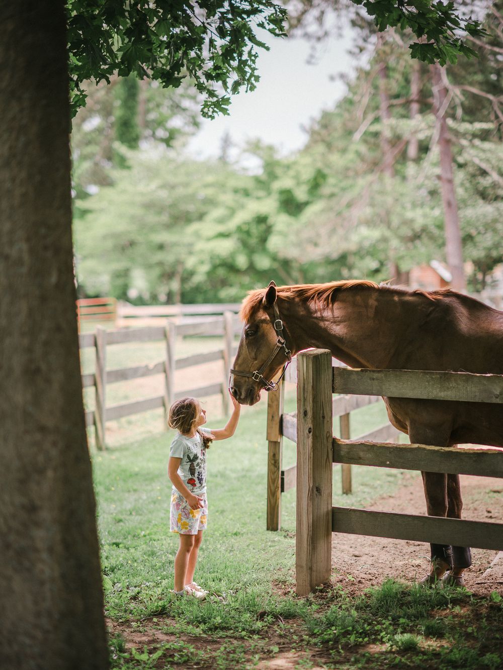 Young person reaching up to pet a brown horse through a wooden fence in a pastoral setting.