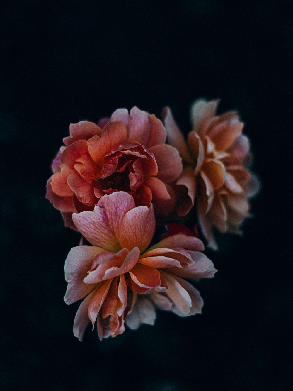 Peachy-pink roses bloom against a dark background in moody lighting.
