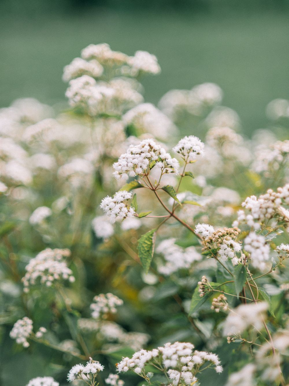 Delicate white wildflowers blooming in clusters against a soft green background.