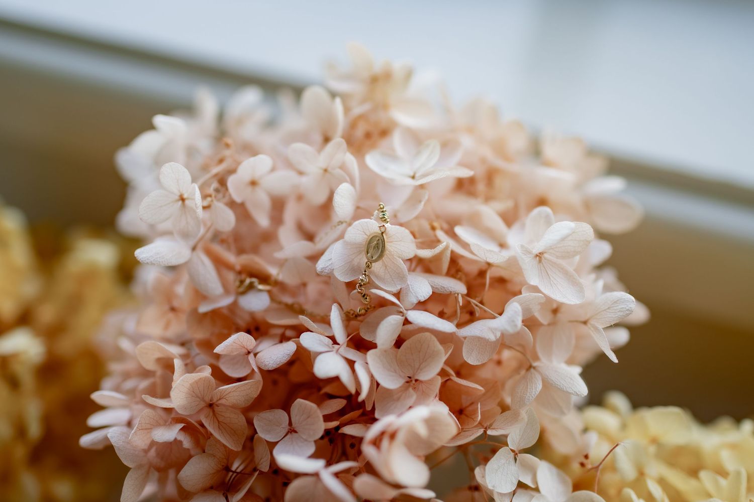 Close-up of a soft pink hydrangea flower in full bloom.