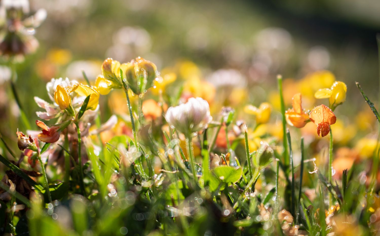 Close up of sunny yellow flowers