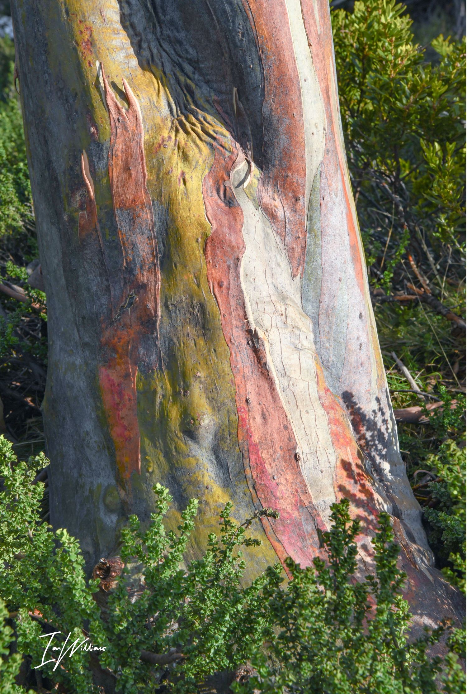 Snow gum