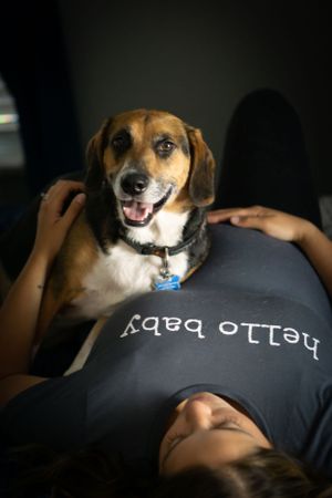 A happy beagle dog rests on someone wearing a black t-shirt in moody indoor lighting.