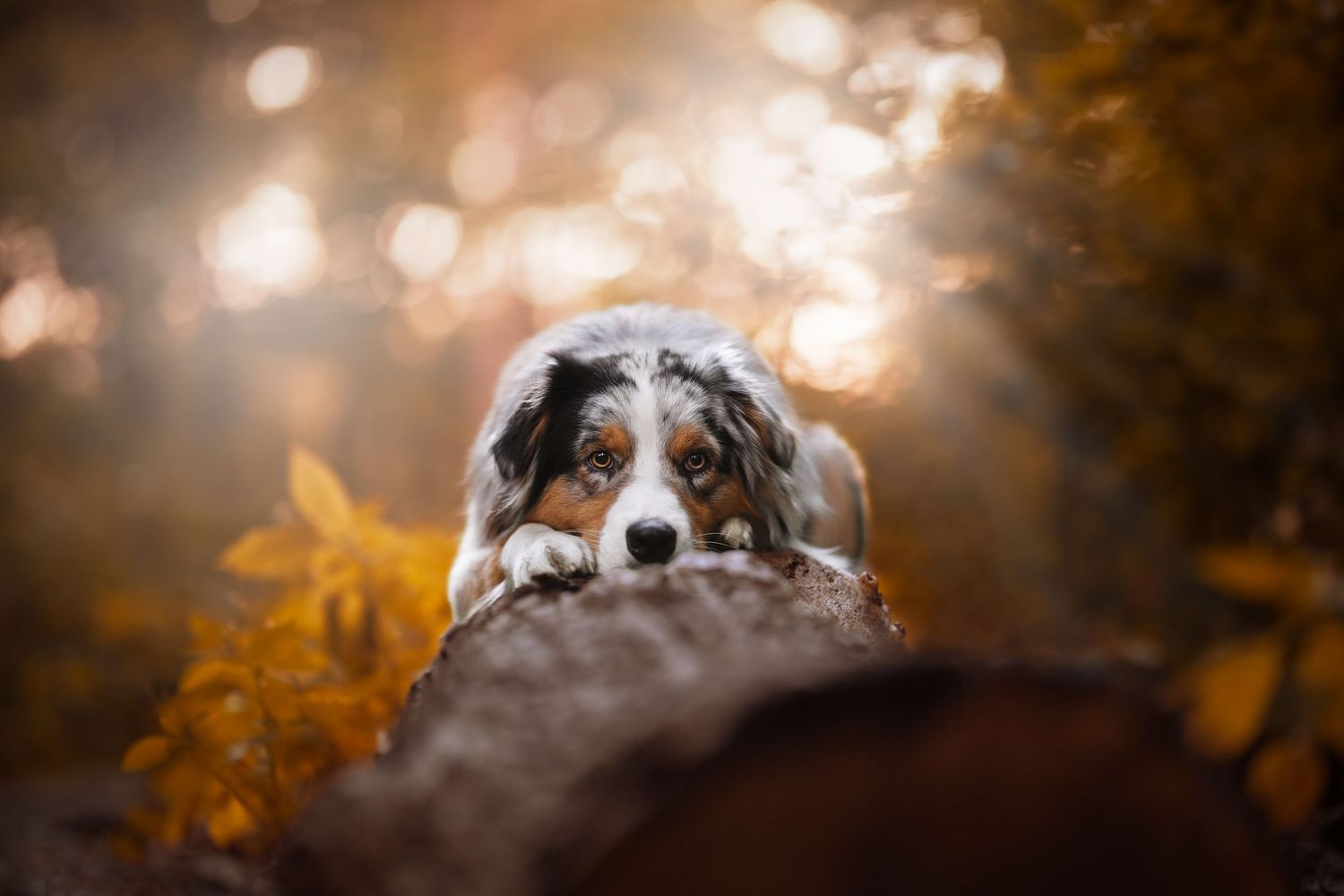 Blue Merle Australische herder op boomstam