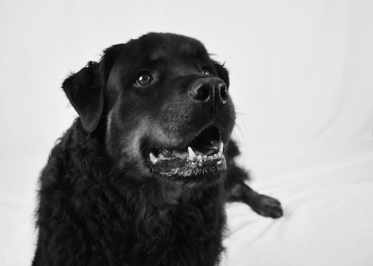 Black and white portrait of a large black Labrador dog looking up attentively.