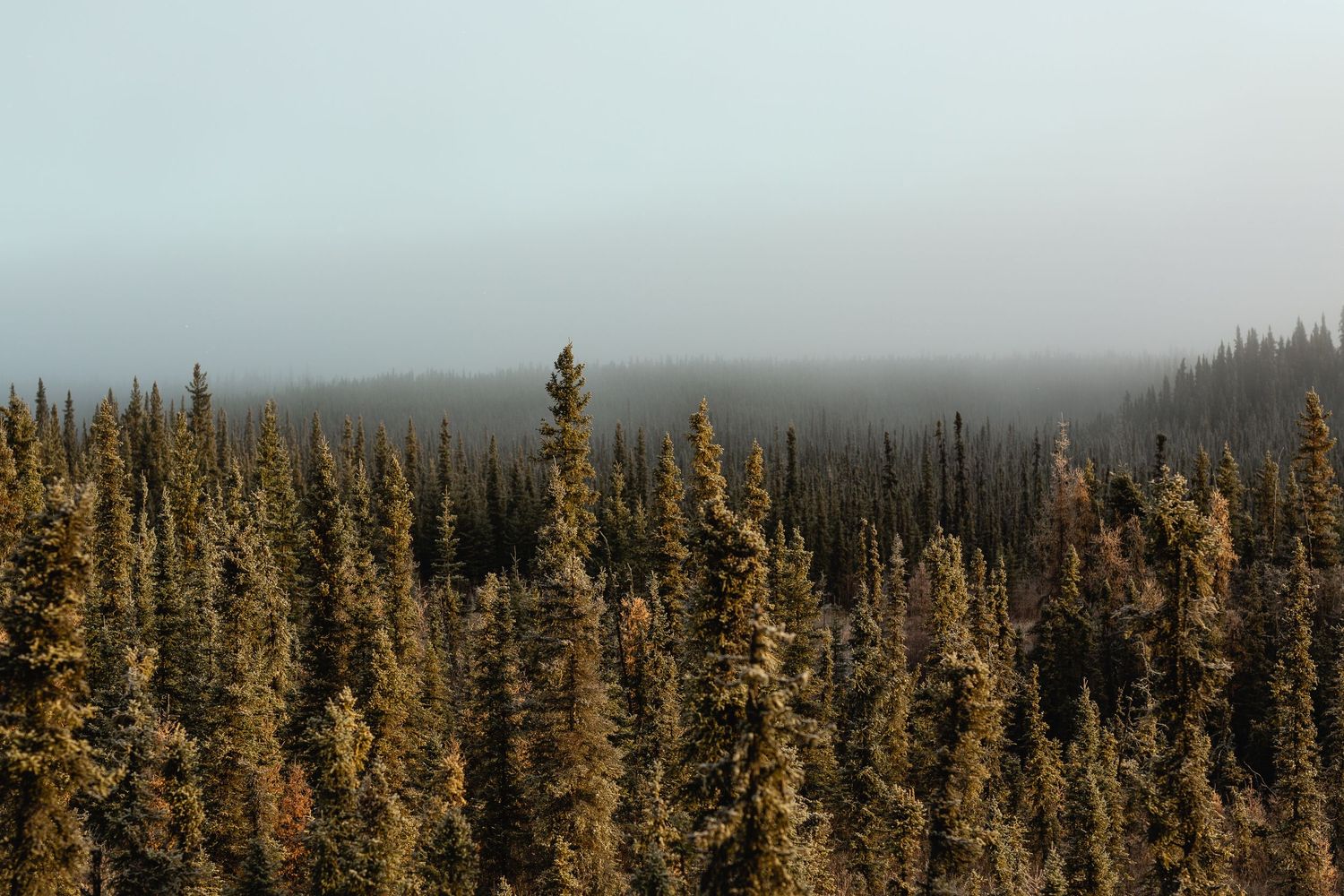 Cassiar Highway