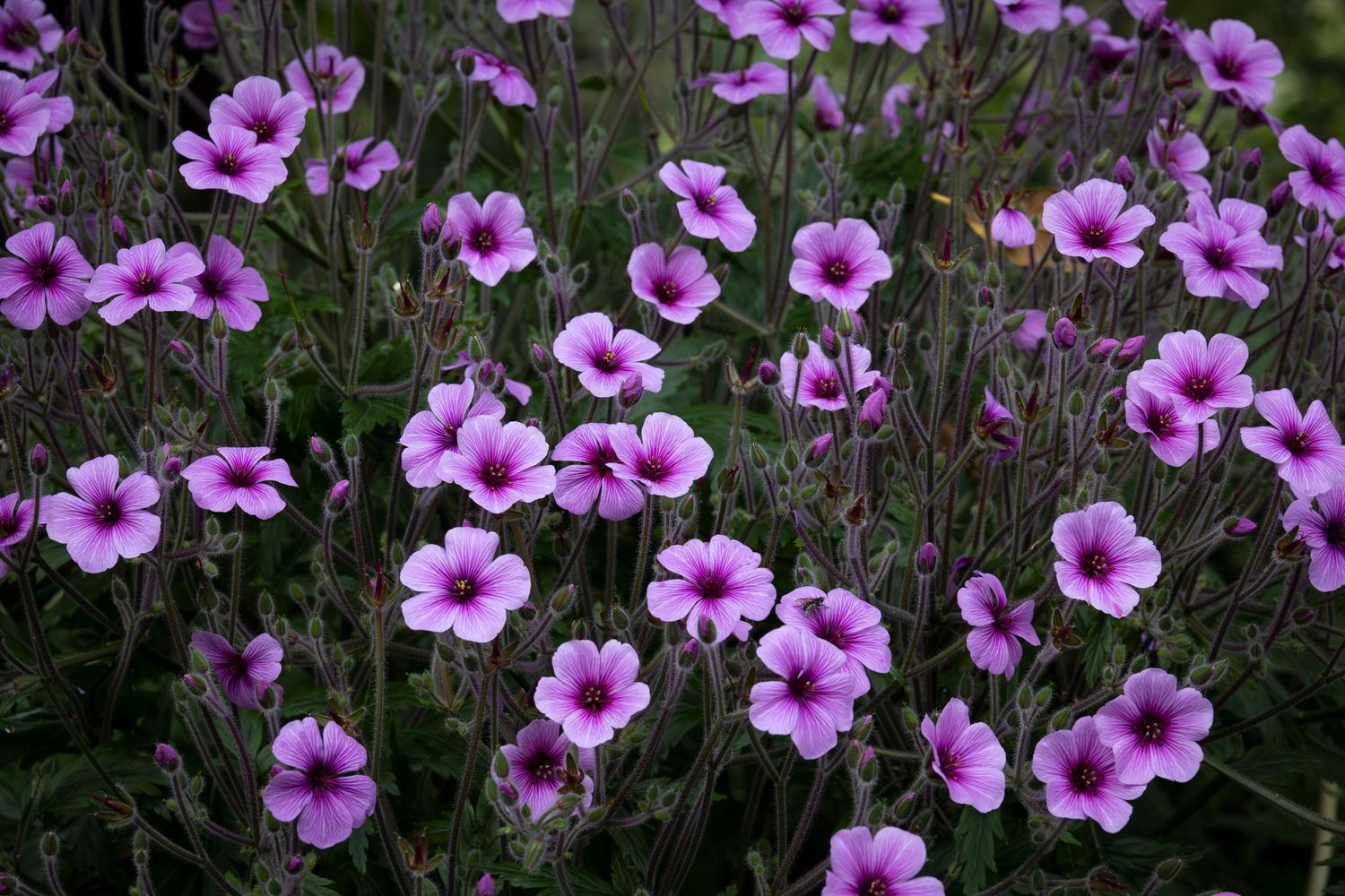 A cluster of vibrant purple flowers with dark centres blooming in a garden bed.