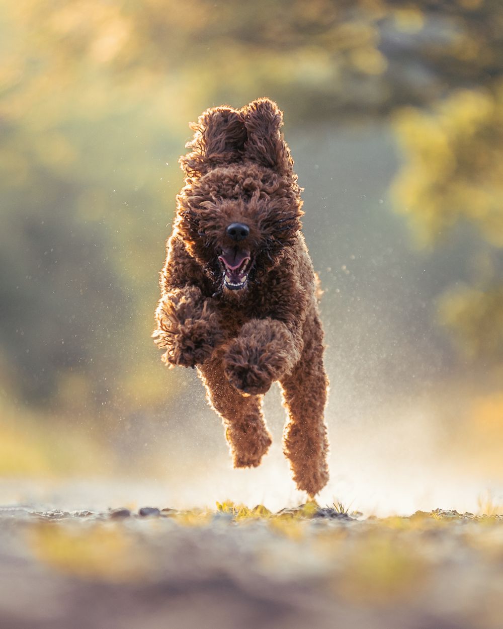 Hondenfotografie: Doodle hond tijdens het golden hour