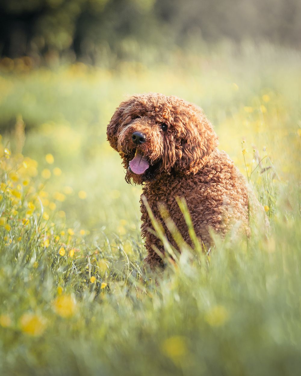Hondenfotografie: Hond tussen de gele bloemen