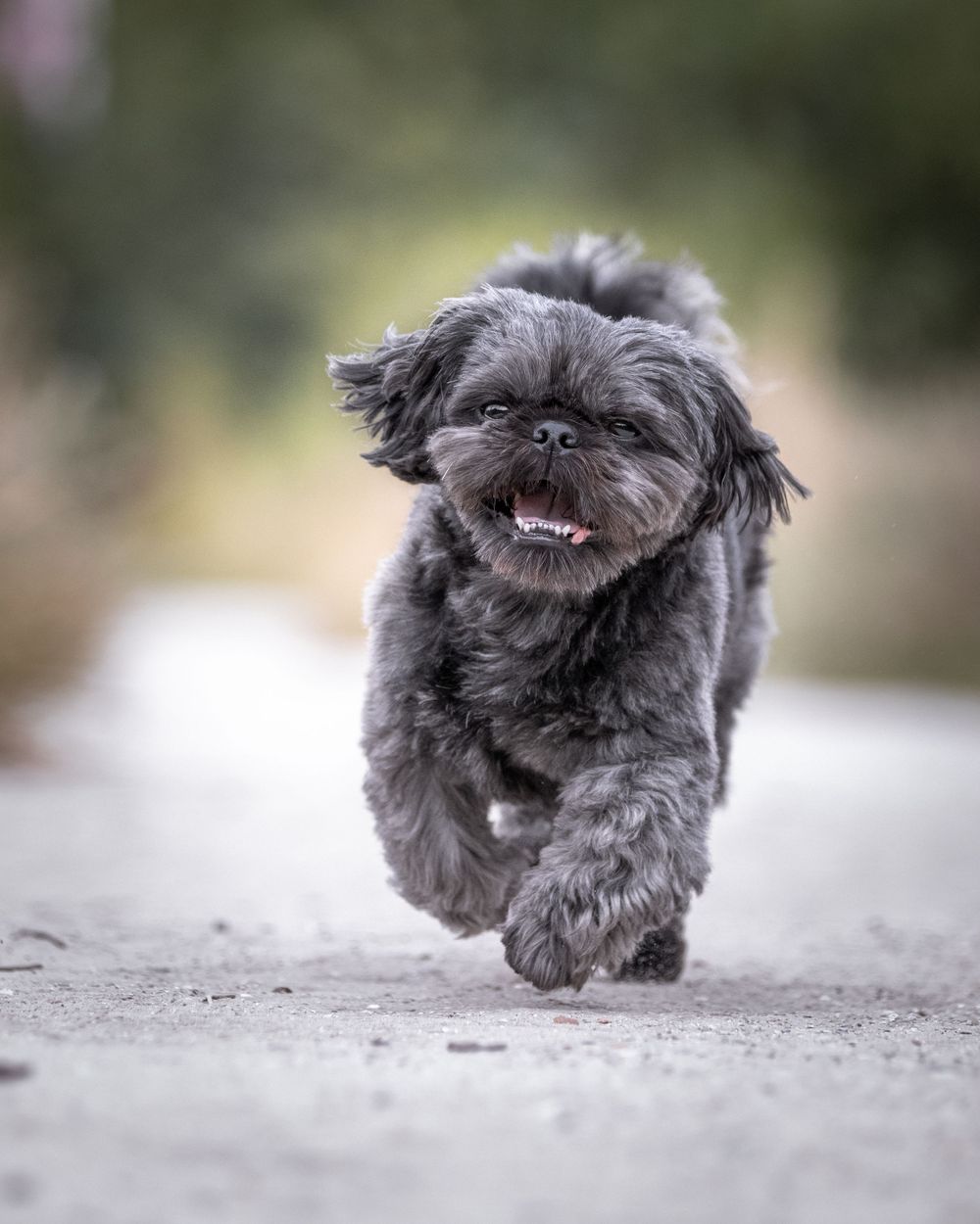 Hondenfotografie: Shi tzu hond bij de heide