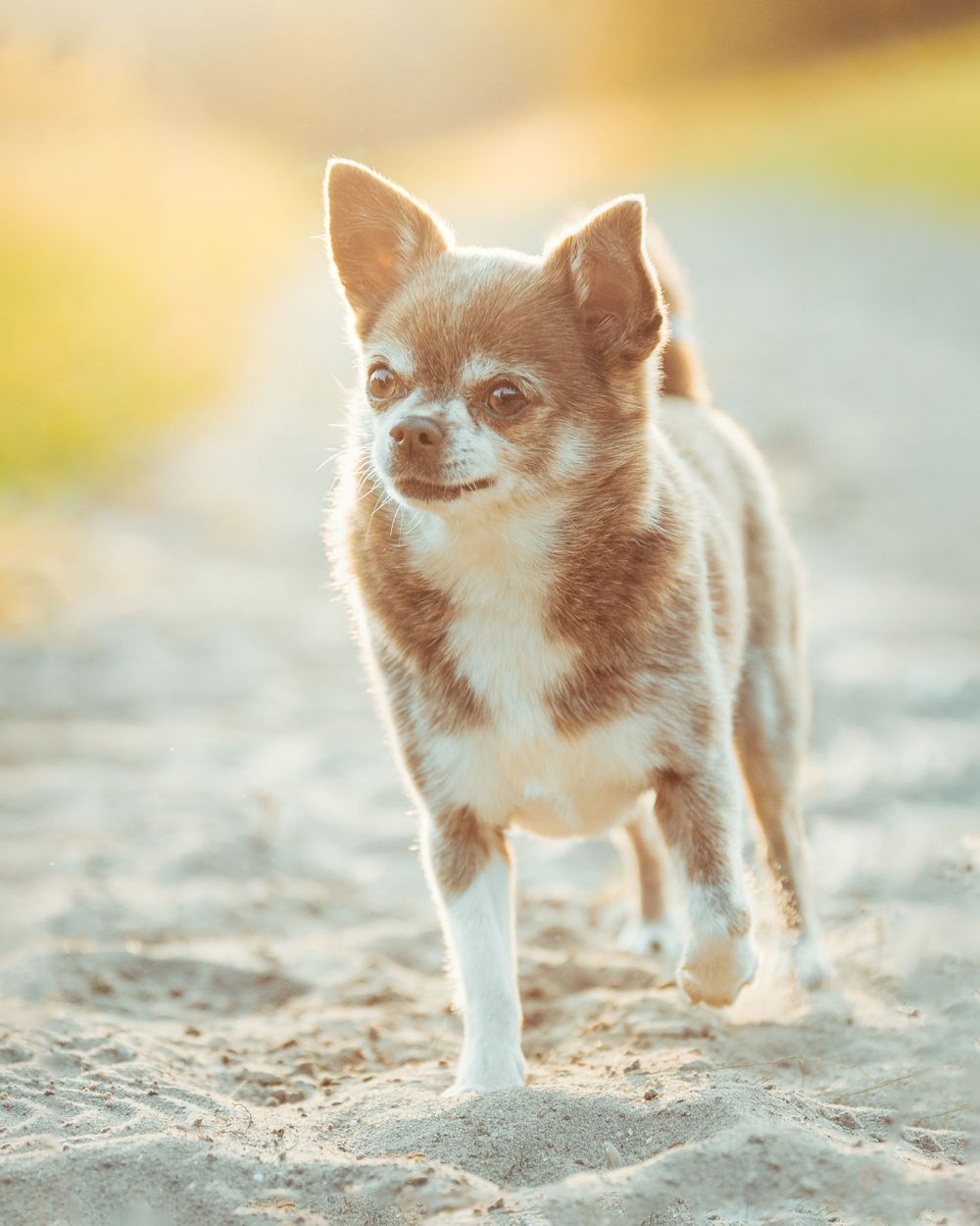 Hondenfotografie: Chihuahua hond actiefoto