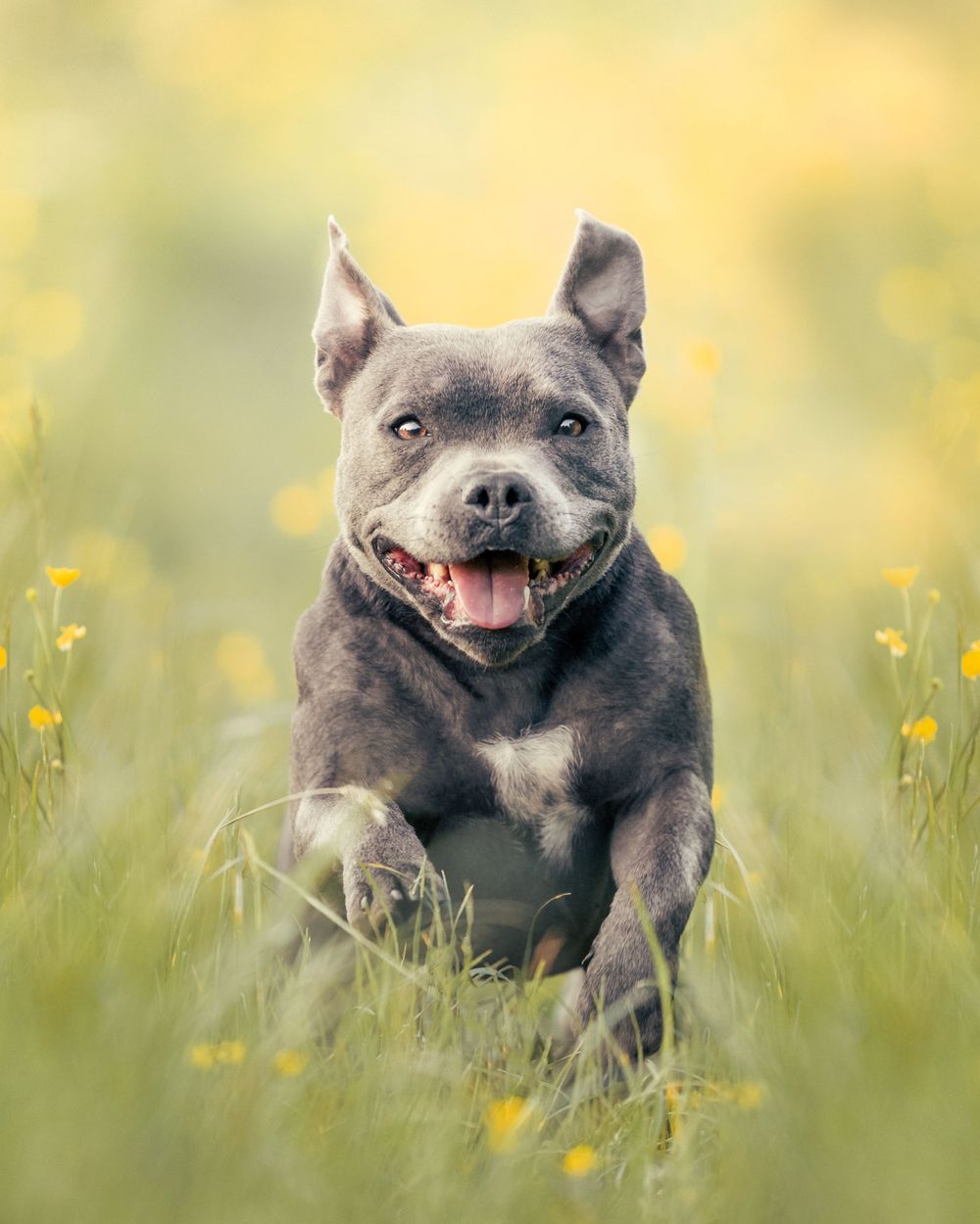 Hondenfotografie: Hond tussen de gele bloemen