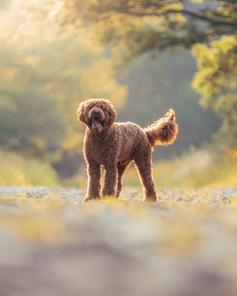 Hondenfotografie: Doodle hond tijdens het golden hour