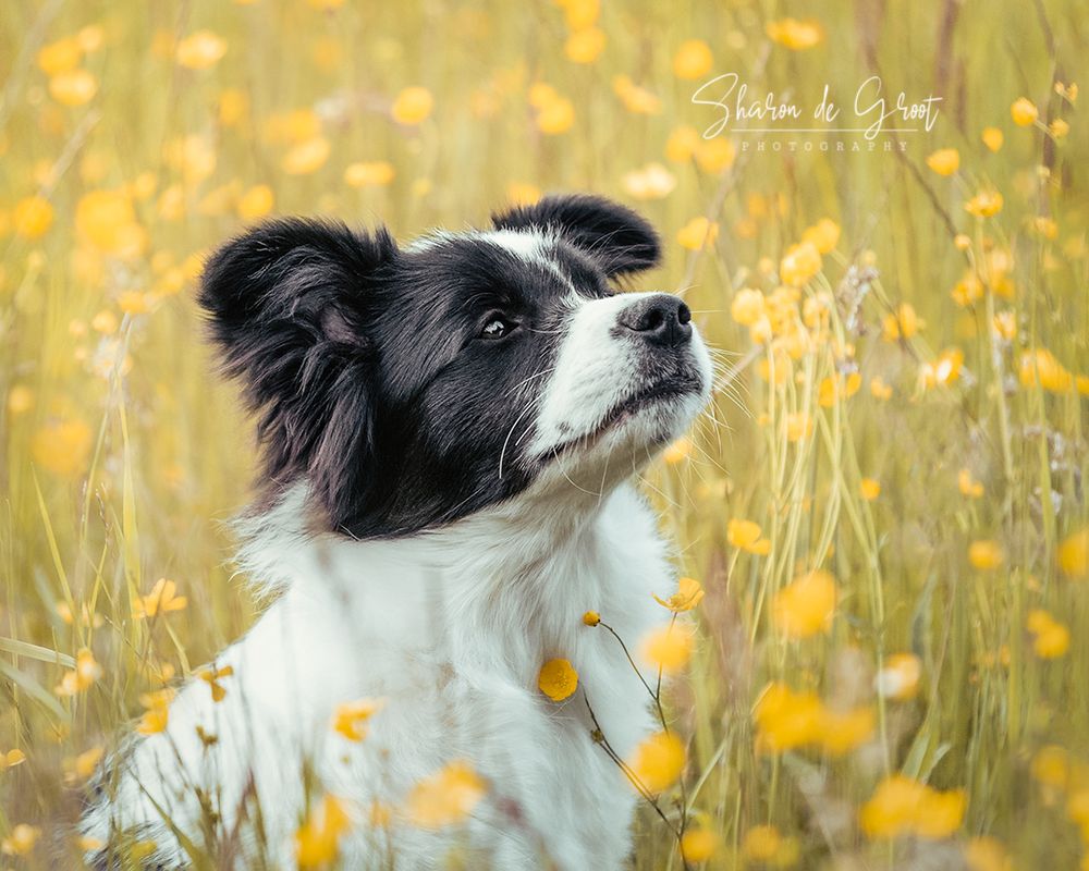 Hondenfotografie: Border Collie hond tussen de gele bloemen