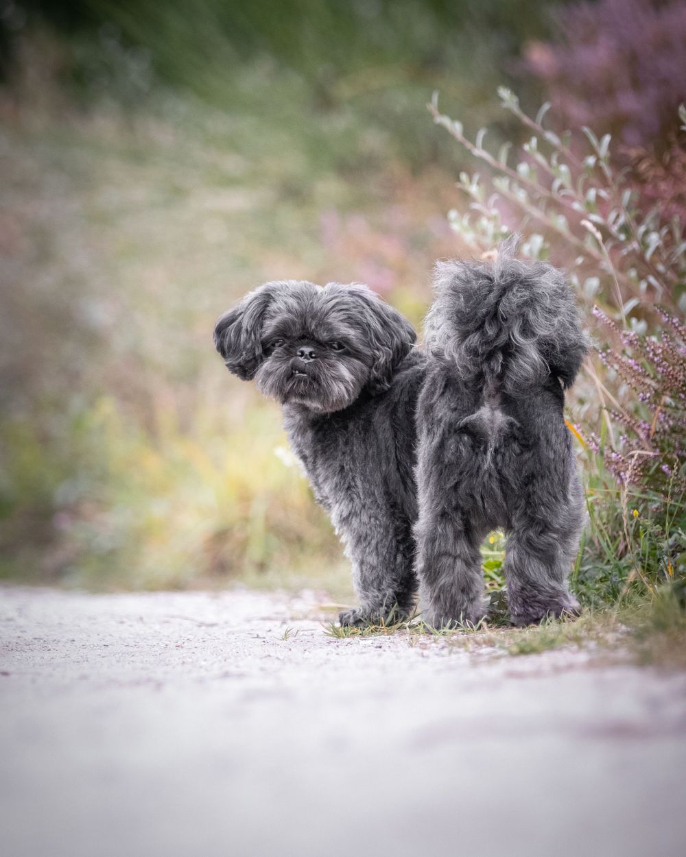 Hondenfotografie: Shi tzu hond bij de heide