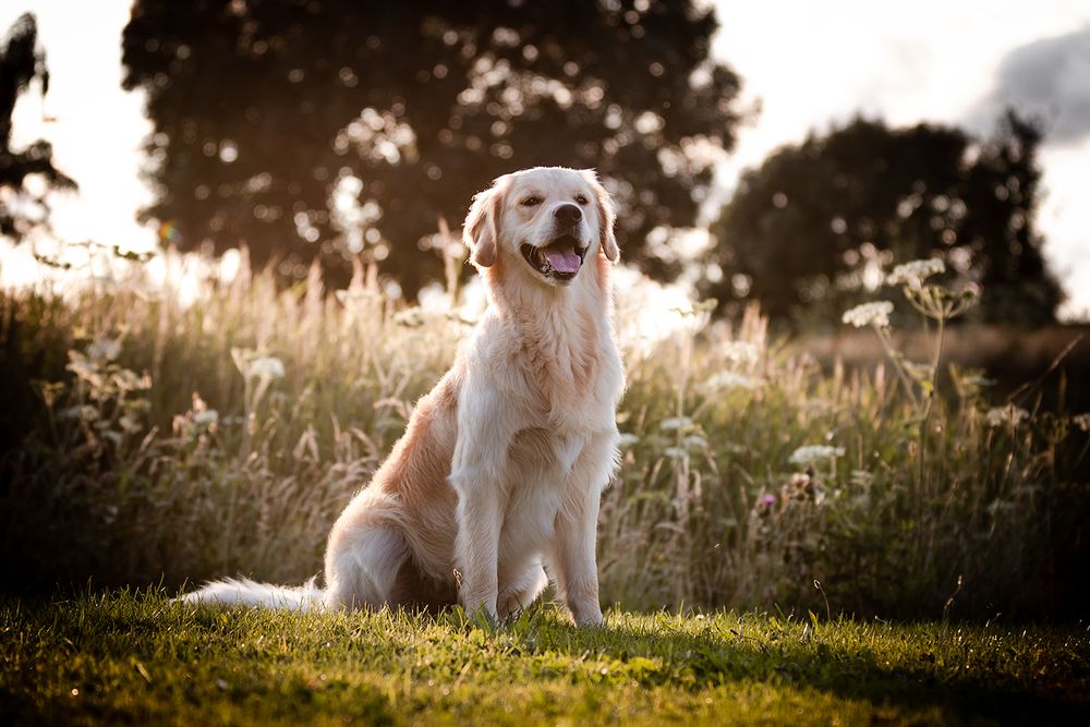 Hondenfotografie: Golden Retriever Hond tussen het riet tijdens golden hour