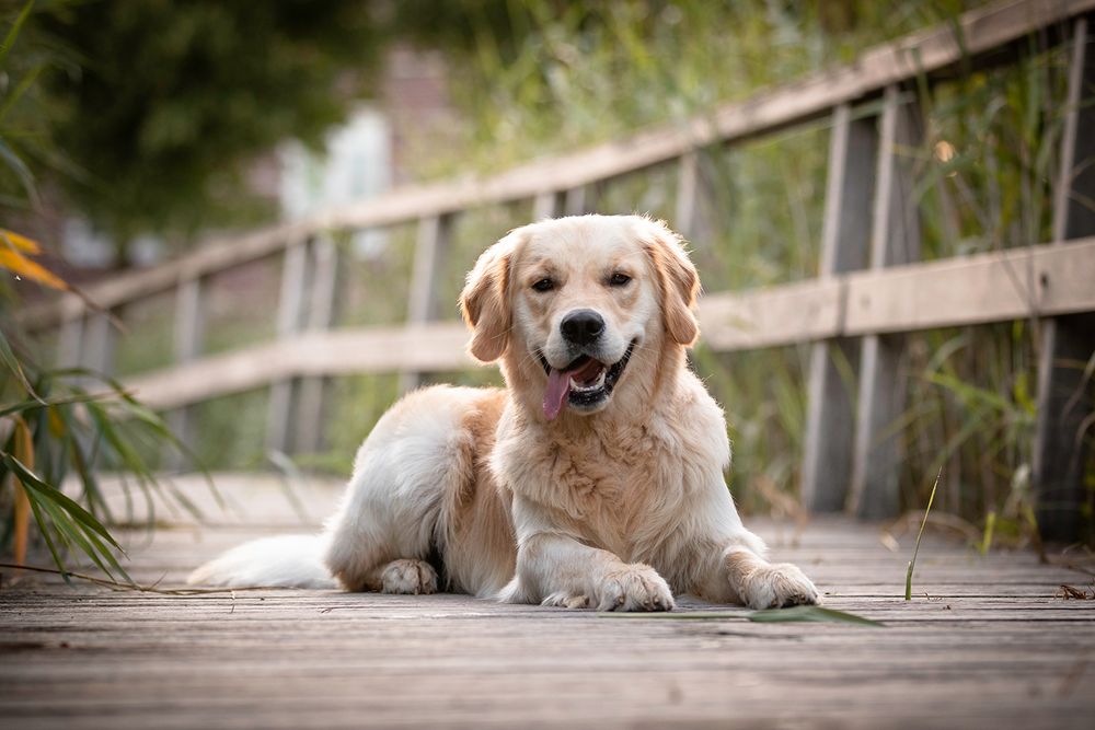 Hondenfotografie: Golden Retriever Hond op een vlonder
