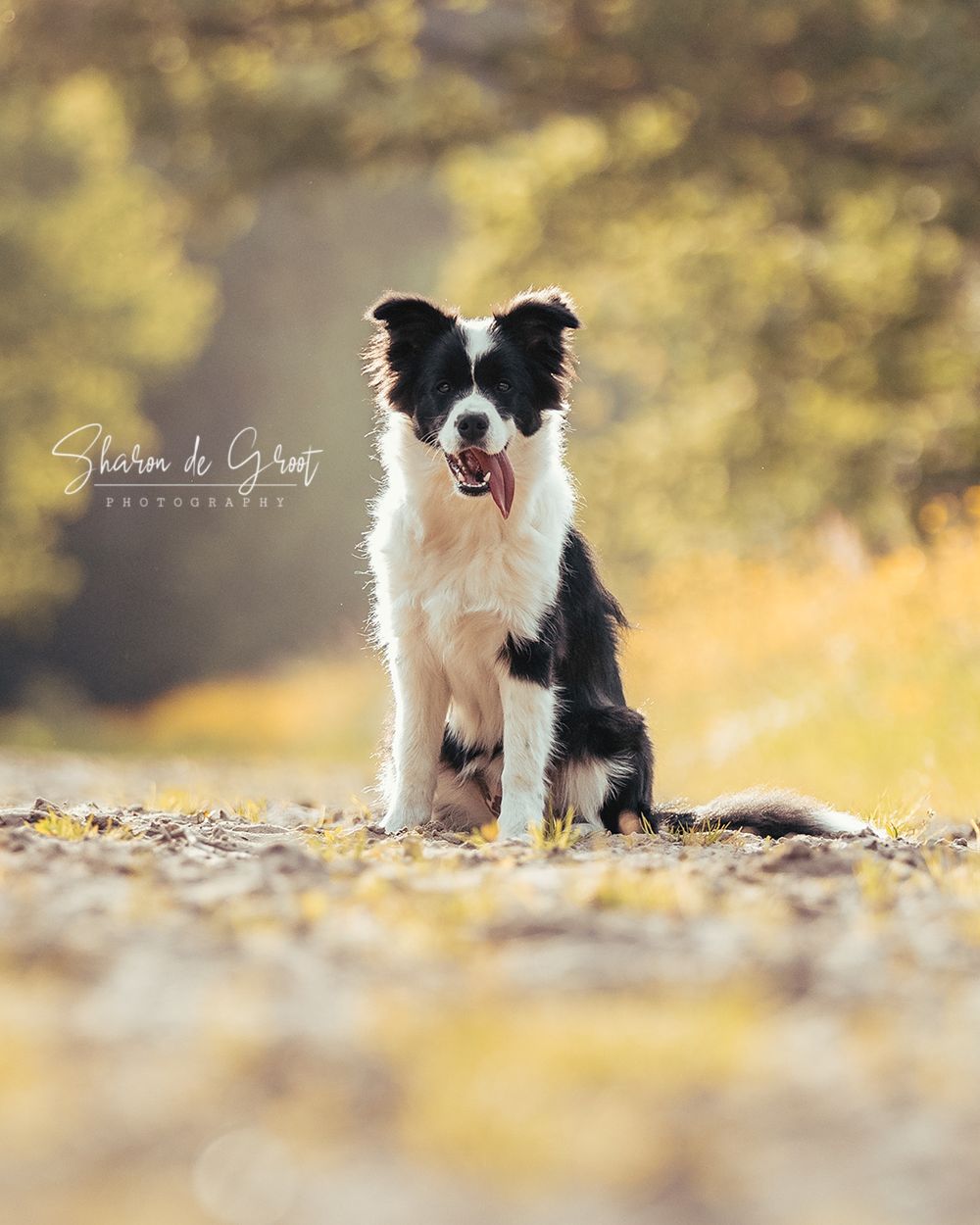 Hondenfotografie: Border Collie hond tijdens het golden hour