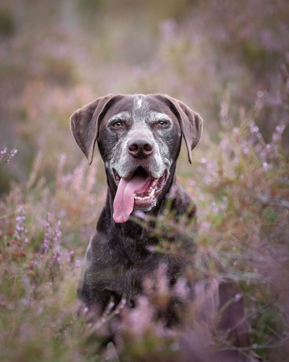 Hondenfotografie: Shi tzu hond bij de heide