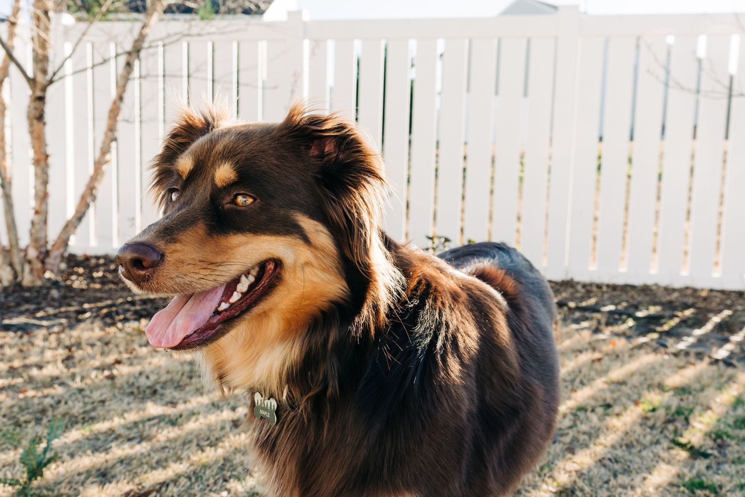 An Australian Shepherd standing outside
