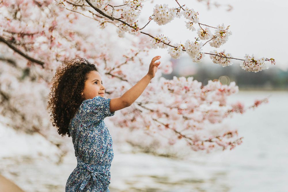 cherry blossom portrait, cherry blossom, washington dc, dc