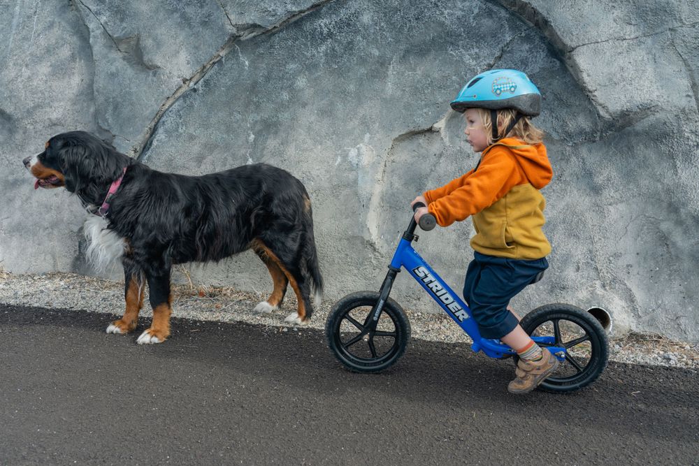 Child riding blue balance bike alongside black and brown dog on paved path near rock wall. In Incline Village Nevada