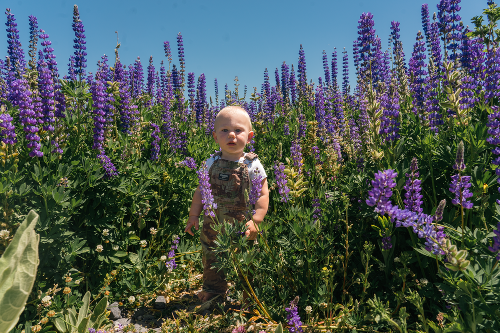 Small child standing in a vibrant field of purple lupine wildflowers under blue summer sky.
