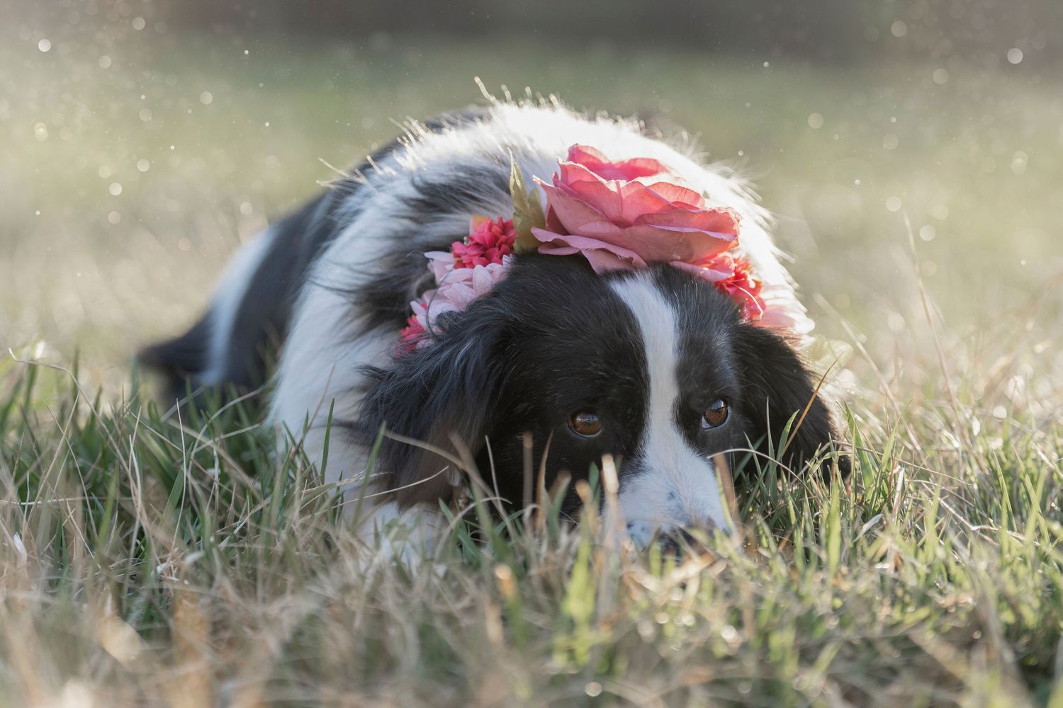 Border collie dog lying in grass wearing pink flower crown in dreamy sunlit setting.