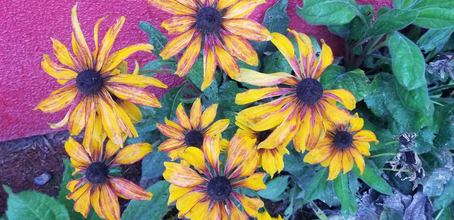 landscape photographer
nature photographer
Fresno photographer
flowers