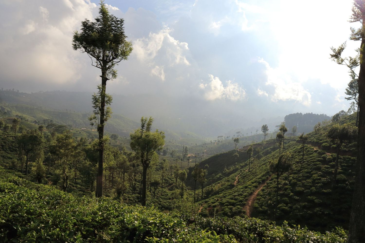 Misty mountain landscape with tea plantations and scattered trees in Sri Lanka.