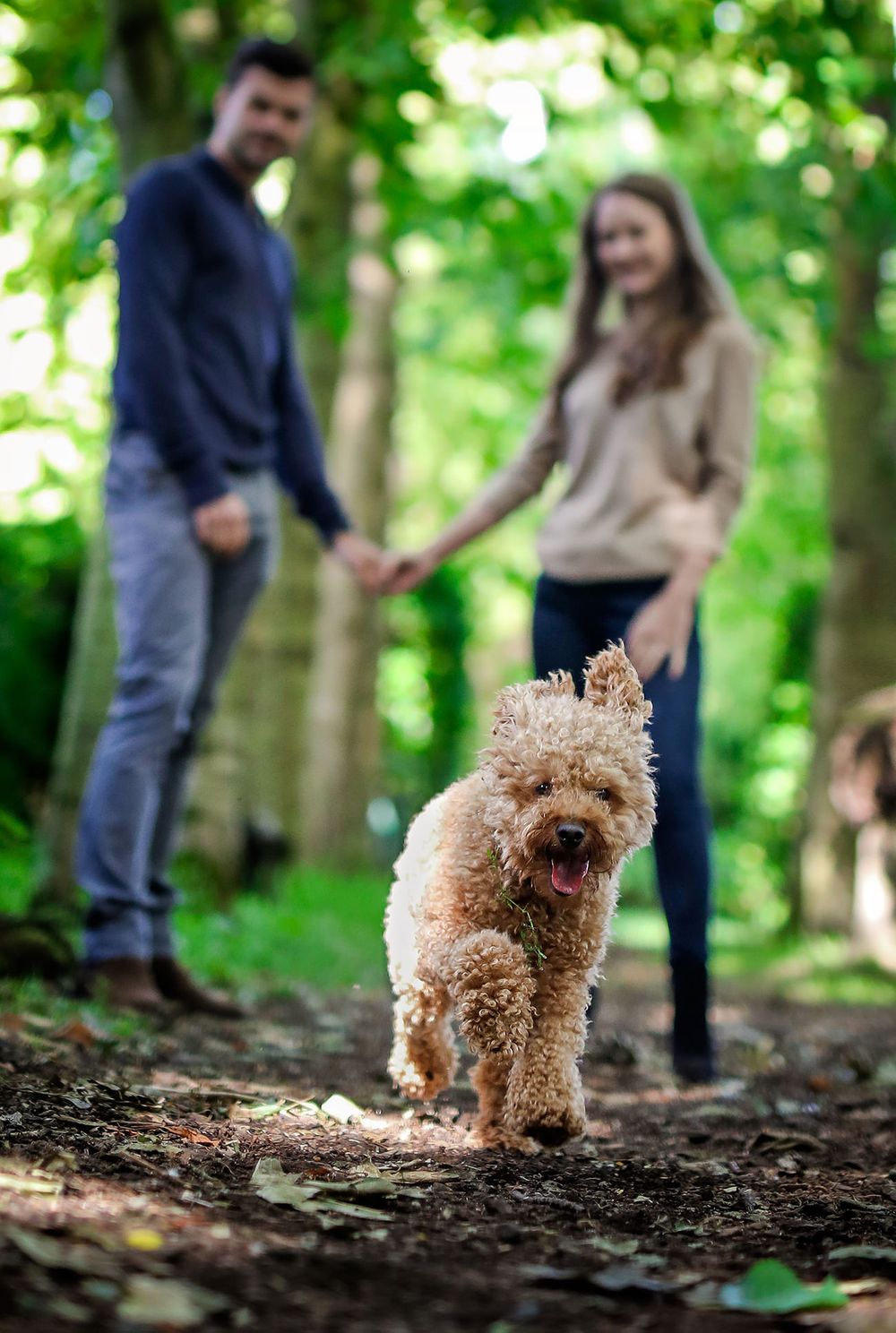 Poodel dog runs in front of young engaged couple in the park