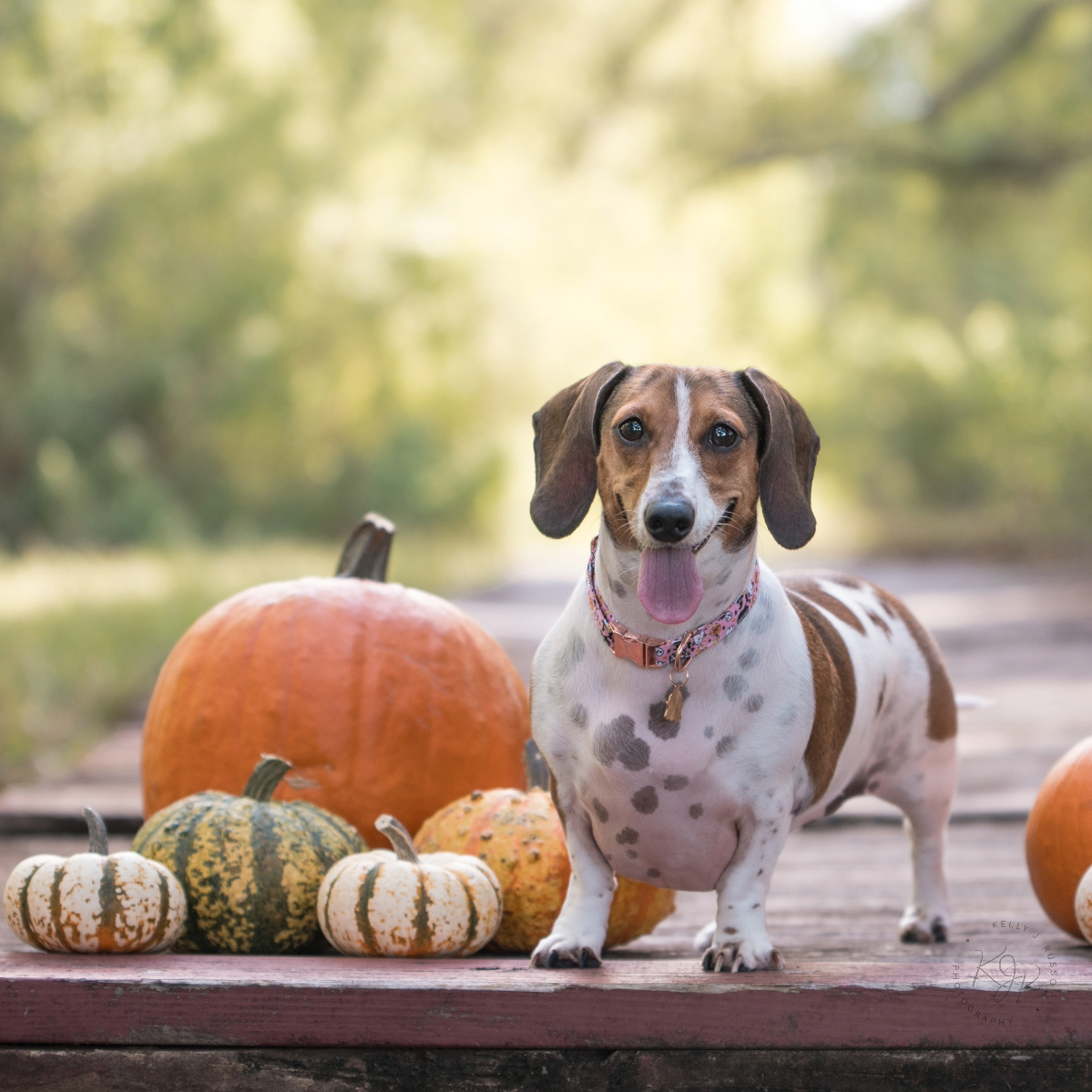 Dachshund dog posing with autumn pumpkins on wooden surface outdoors.