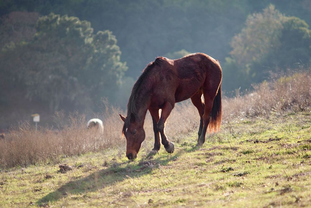 Pasture horse at Westwind Barn, Los Altos Hillls