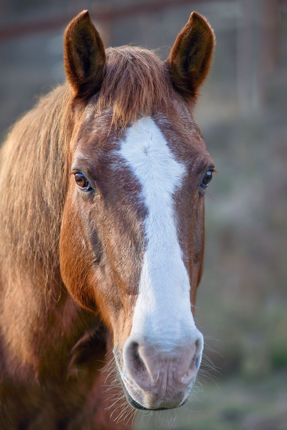 Pasture horse at Westwind Barn, Los Altos Hillls