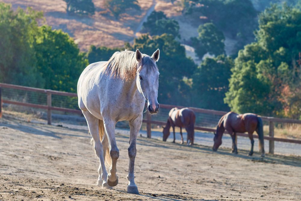 Horse at liberty at Westwind Barn, Los Altos Hillls
