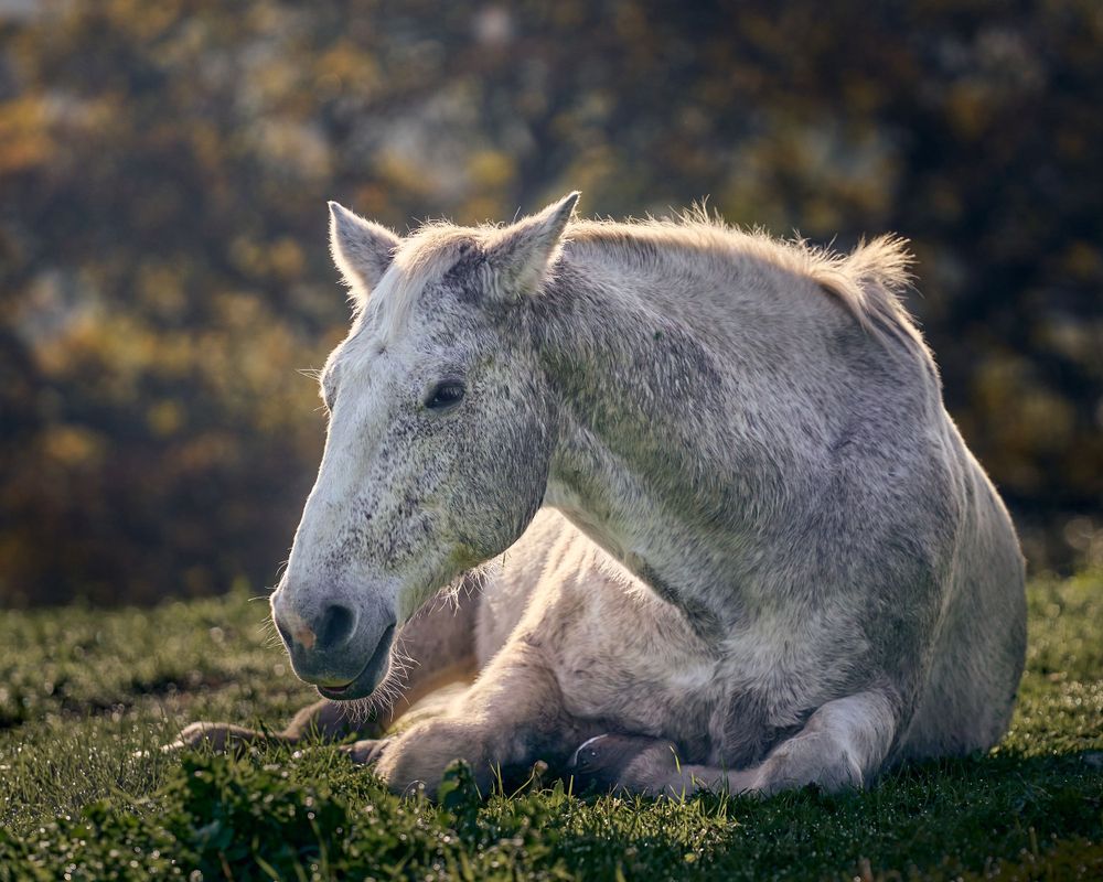 Resting horse in the San Francisco Bay hills