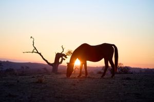 Horse at sunrise, the Horse Park at Woodside