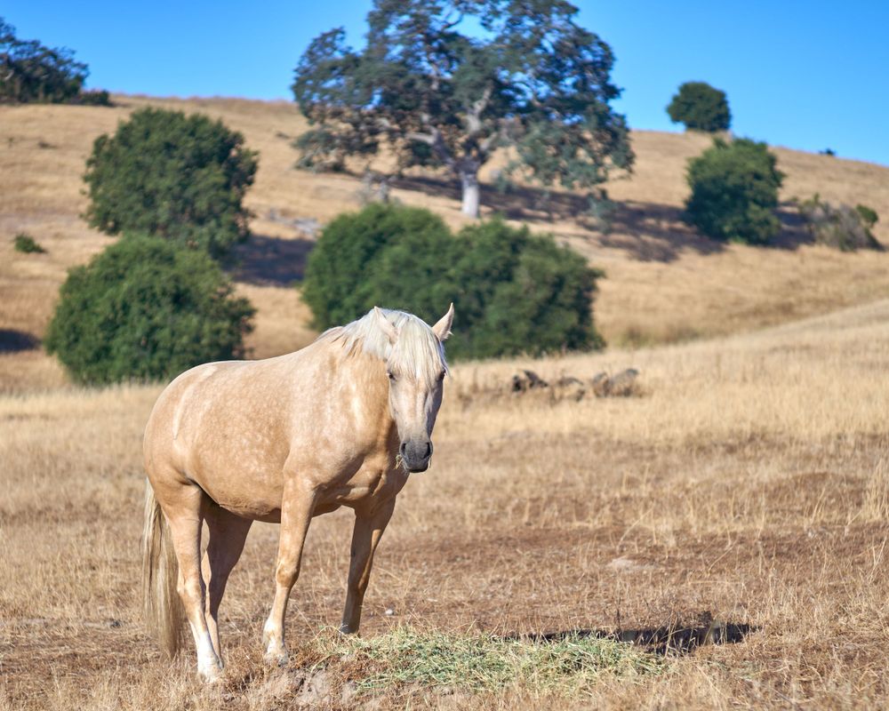 Horse at liberty, the Horse Park at Woodside