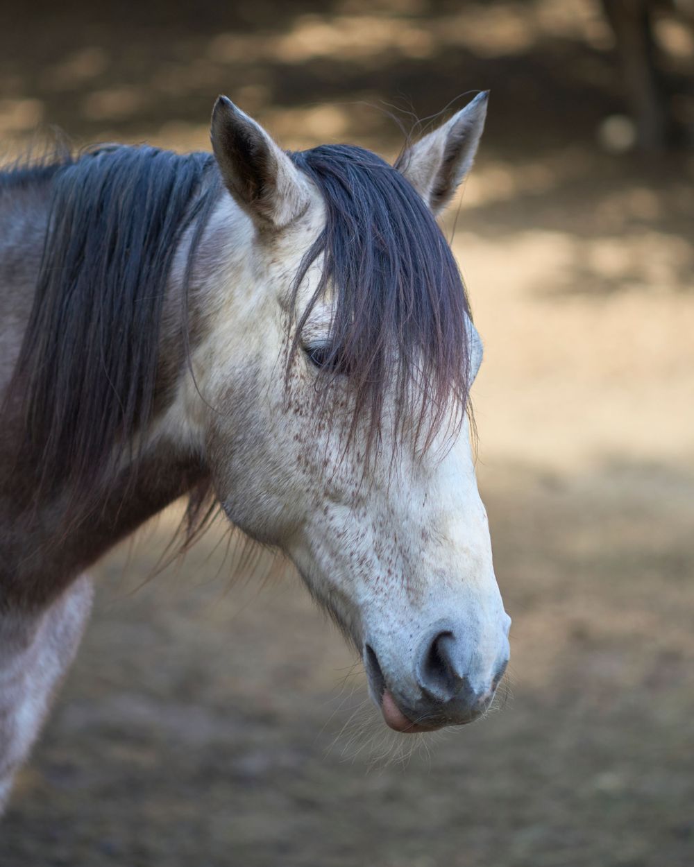 Horse at liberty at Westwind Barn, Los Altos Hillls
