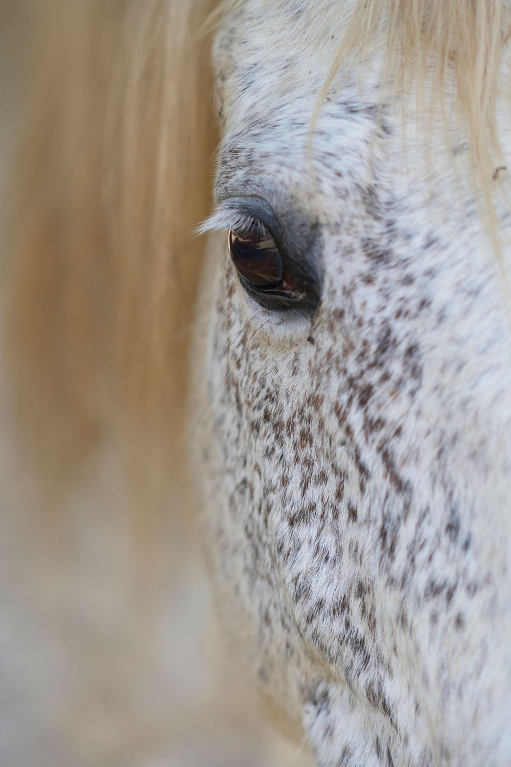 Close up of horse in paddock at Westwind Barn, Los Altos Hillls