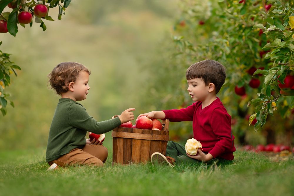 young boys eat apples in orchard