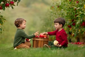 young boys eat apples in orchard