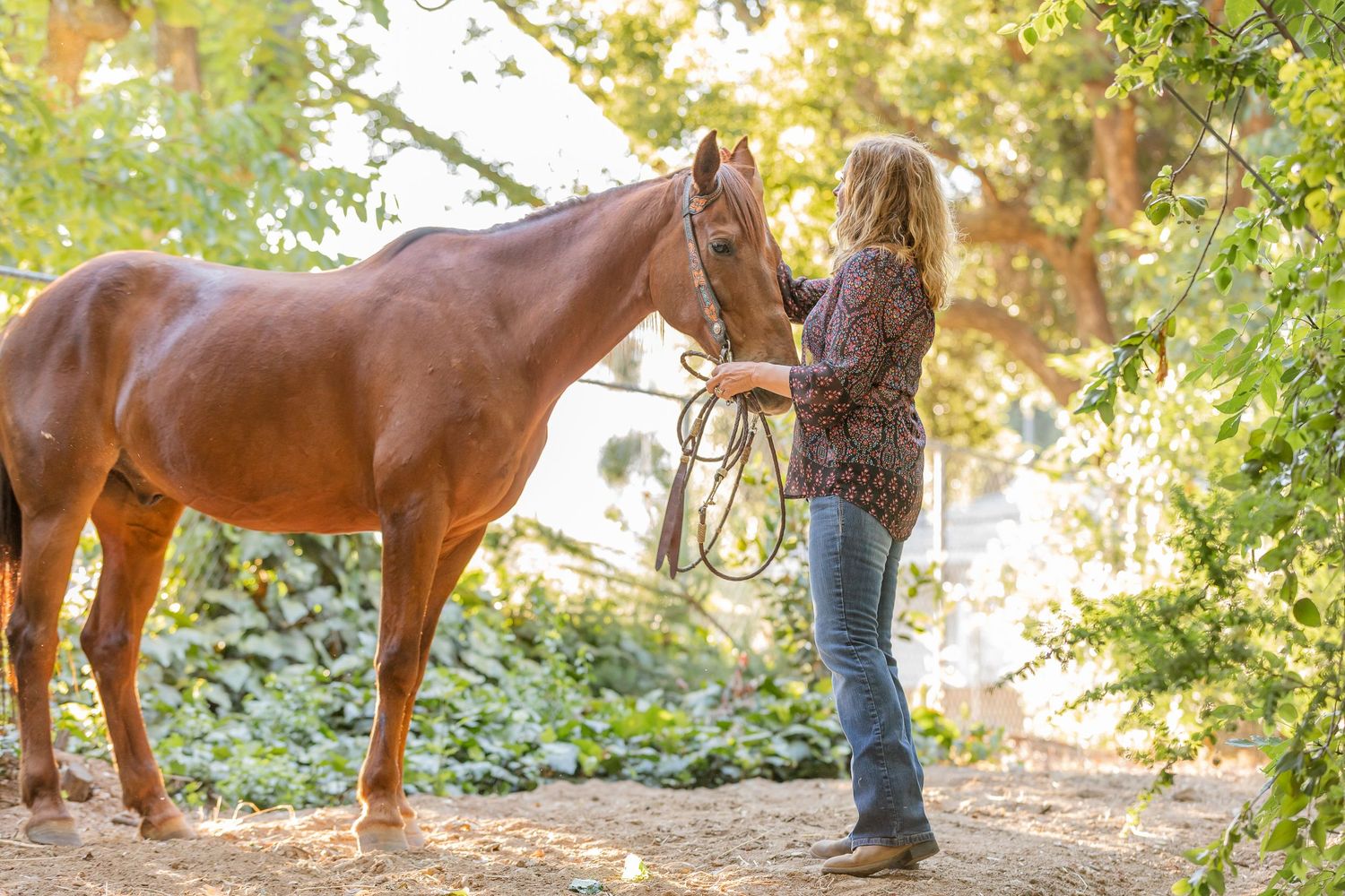 Golden hour horse picture