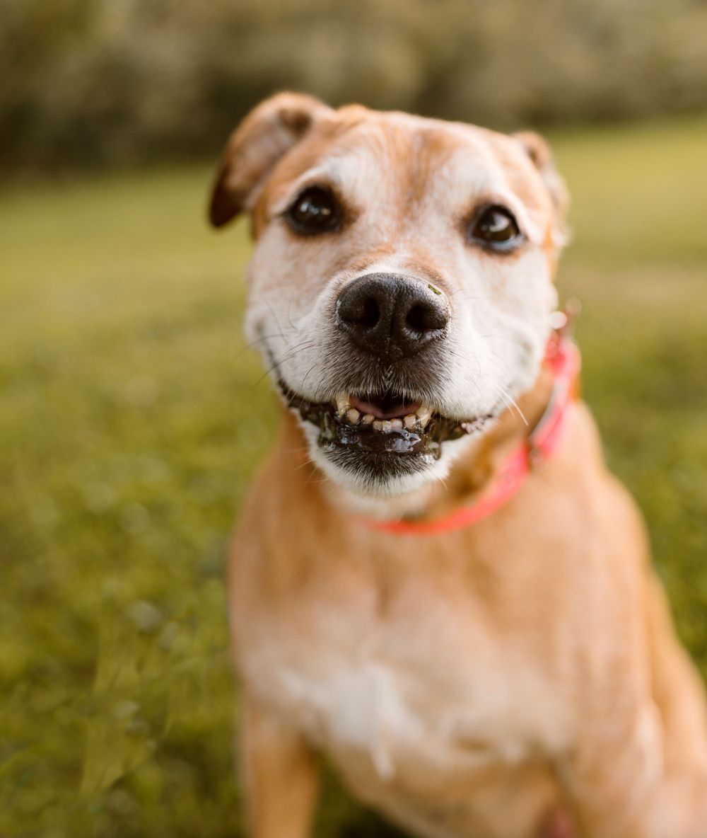 Johnson City Photographer, photography near me, johnson city, elizabethton tennessee, The Tilly Project, EOL pet photo