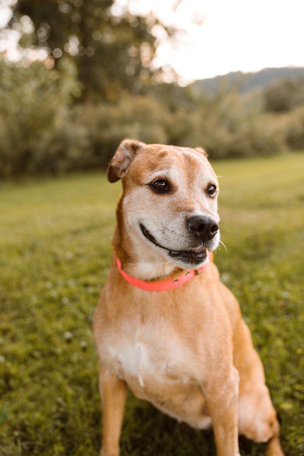 Johnson City Photographer, photography near me, johnson city, elizabethton tennessee, The Tilly Project, EOL pet photo